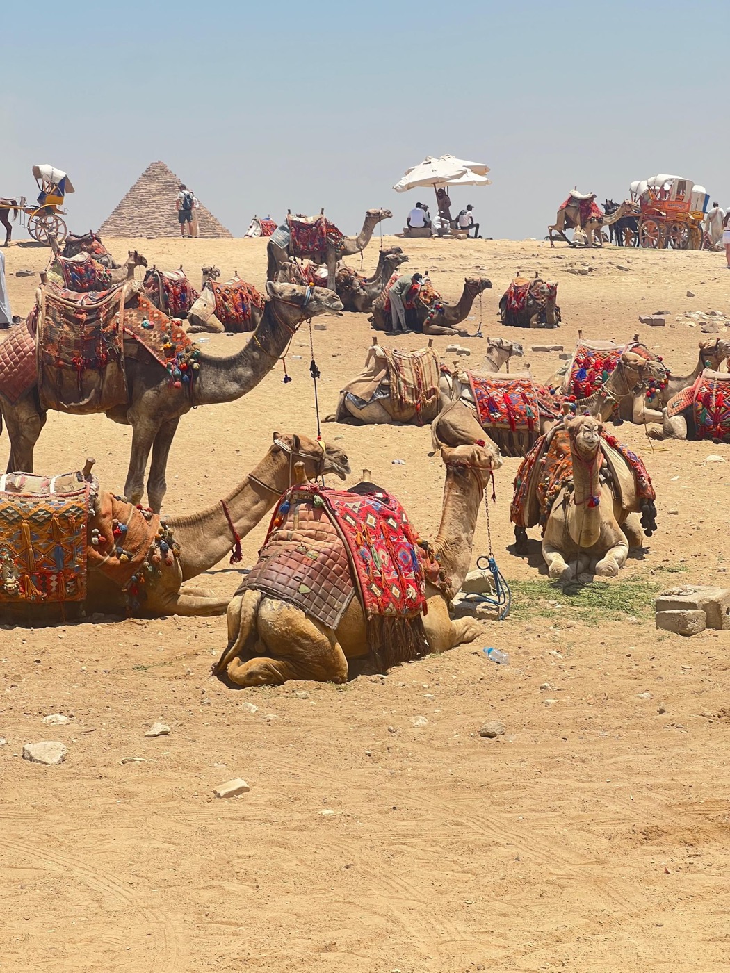 Camels near the pyramids in Cairo