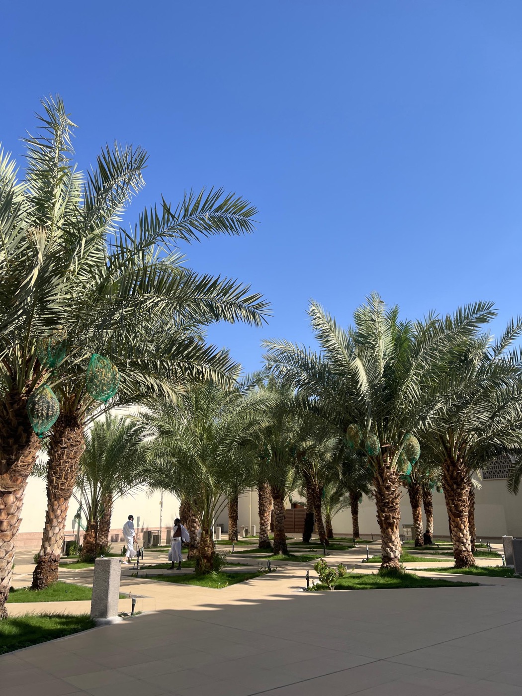 A palm garden in Saudi Arabia